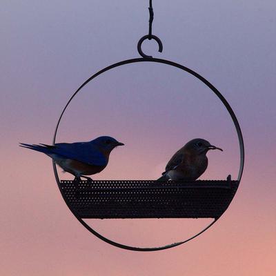 Show full view: Mosaic Birds Bistro Bird Feeder, 16.9-oz, Copper slide 3 of 8