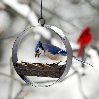 Show full view: Mosaic Birds Bistro Bird Feeder, 16.9-oz, Copper slide 4 of 8