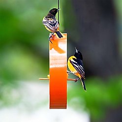 Mosaic Birds Bistro Bird Feeder, 16.9-oz, Orange slide 2 of 7