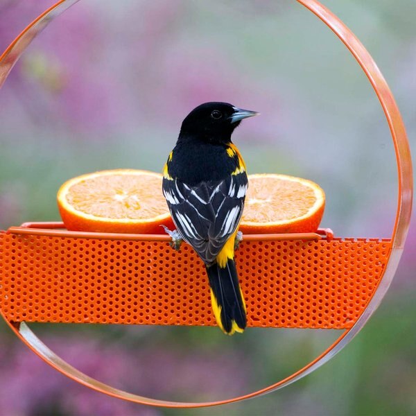 Mosaic Birds Bistro Bird Feeder, 16.9-oz