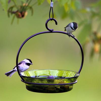 Show full view: Mosaic Birds Cuban Hanging Bird Bath & Feeder, 20-oz, Lime slide 7 of 9
