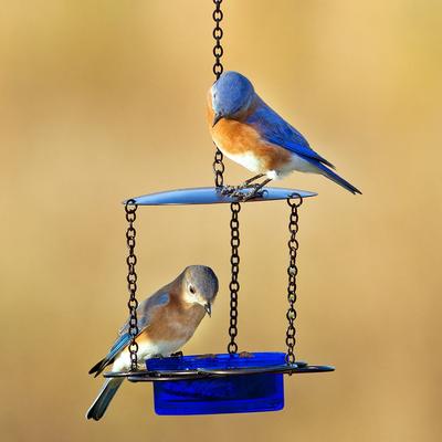 Show full view: Mosaic Birds Floral Hanging Bird Feeder, 3.4-oz, Cobalt slide 4 of 6