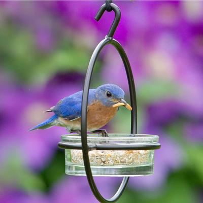 Show full view: Mosaic Birds Hummble Basic Bird Feeder, Clear slide 8 of 10