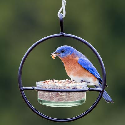 Show full view: Mosaic Birds Hummble Basic Bird Feeder, Clear slide 4 of 10