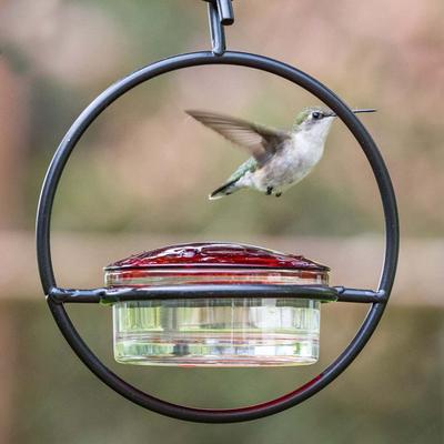 Show full view: Mosaic Birds Hummble Basic Bird Feeder, Clear/Red slide 3 of 10