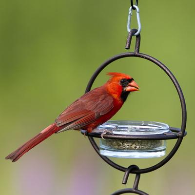 Show full view: Mosaic Birds Hummble Bold Bird Feeder, Cooper, 1 slide 2 of 9