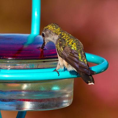 Show full view: Mosaic Birds Hummble Bold Wild Bird Feeder, Aqua slide 4 of 8