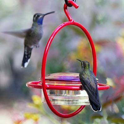 Show full view: Mosaic Birds Hummble Bold Wild Bird Feeder, Clear/Red slide 6 of 10