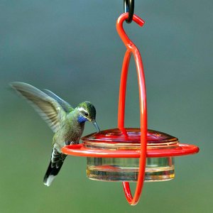 Mosaic Birds Hummble Bold Wild Bird Feeder, Clear/Red