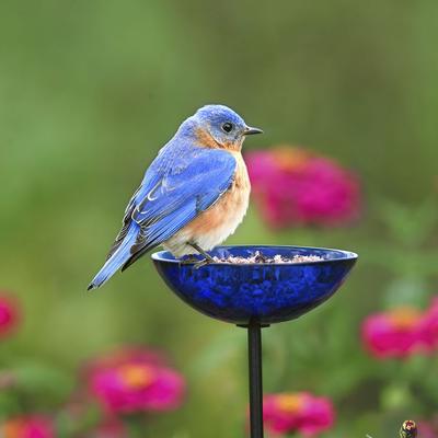 Show full view: Mosaic Birds Poppy Stake Bird Feeder, 4.7-oz, Cobalt Blue slide 2 of 3