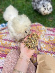 Mother Hen Tea Co. Coop Clucktail Herbal Water Infusion & Wellness Blend for Chickens, 8-oz bag slide 2 of 4