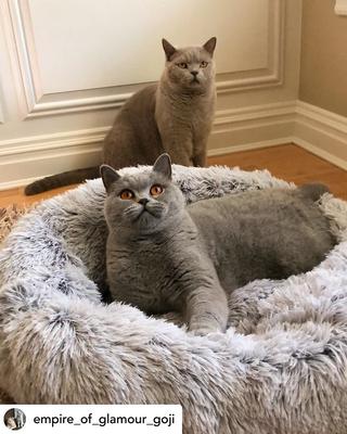 Show full view: Mr. Peanut's OrthoPlush Orthopedic Cat & Dog Bed, Gray, Small slide 4 of 5