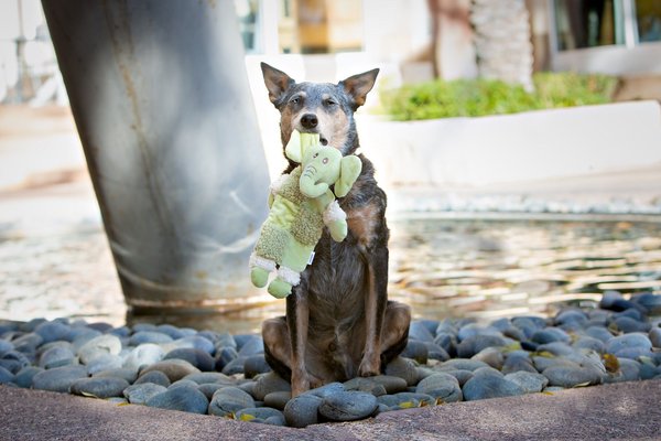 Multipet Aromadog Calm Fleece Squeaker Plush Dog Toy, Character Varies, 12-in, 1 count