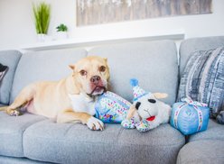 Multipet Birthday Present Squeaky Plush Dog Toy, 4.5-in, Blue slide 2 of 2