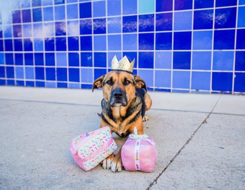 Show full view: Multipet Birthday Present Squeaky Plush Dog Toy, 4.5-in, Pink slide 3 of 5