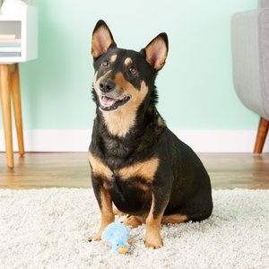 Multipet Duckworth Squeaky Plush Dog Toy, Color Varies, Mini