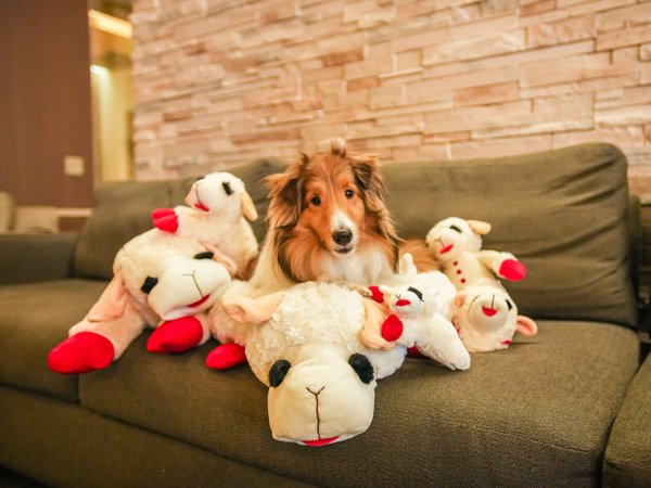 Show full view: Multipet Lamb Chop Bolster Cat & Dog Bed with Removable Cover slide 5 of 6