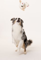 Multipet Lamb Chop Knobby Noggins Squeaky Plush Dog Toy, 5-in slide 2 of 3