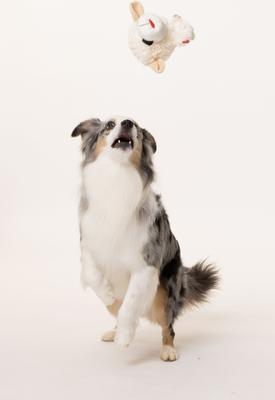 Show full view: Multipet Lamb Chop Knobby Noggins Squeaky Plush Dog Toy, 5-in slide 2 of 4