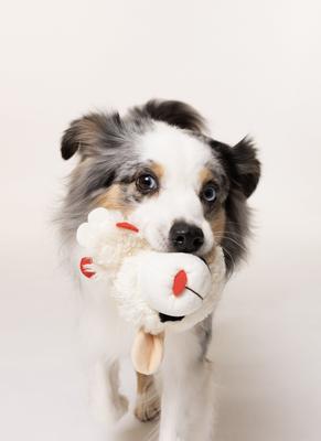 Show full view: Multipet Lamb Chop Knobby Noggins Squeaky Plush Dog Toy, 5-in slide 3 of 4