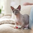 Show in main carousel: Multipet Lamb Chop Plush Cat Toy with Catnip slide 3 of 4