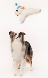Multipet Lambchop Birthday Hat Squeaky Plush Dog Toy, Blue, 7.5-in slide 2 of 3