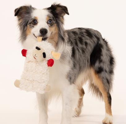 Show full view: Multipet Lambchop Squeaker Mat Plush Dog Toy, Assorted, 8-in slide 4 of 5