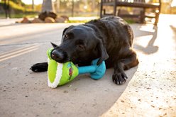 Multipet Margaritaville Margarita Glass Squeaky Plush Dog Toy, Blue, 8-in slide 2 of 3