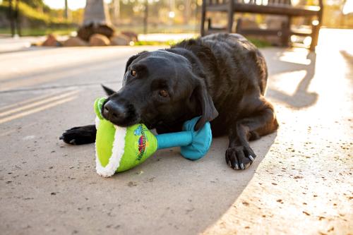 Show full view: Multipet Margaritaville Margarita Glass Squeaky Plush Dog Toy, Blue, 8-in slide 4 of 5