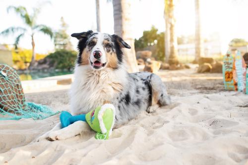 Show full view: Multipet Margaritaville Margarita Glass Squeaky Plush Dog Toy, Blue, 8-in slide 3 of 5