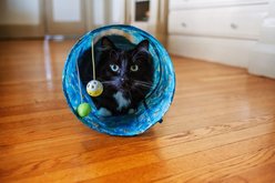 Multipet Margaritaville Tunnel Cat Toy, Blue, 35-in slide 2 of 3