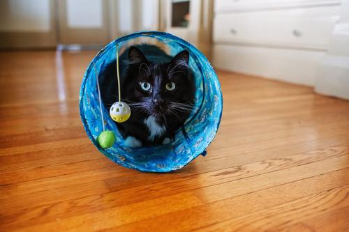 Show full view: Multipet Margaritaville Tunnel Cat Toy, Blue, 35-in slide 3 of 4