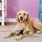Show in main carousel: Multipet Migrator Bird Mallard Squeaky Plush Dog Toy, Large slide 3 of 5
