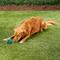 Show in main carousel: Multipet Nobbly Wobbly Ball Dog Toy, Color Varies, 3-in slide 5 of 9