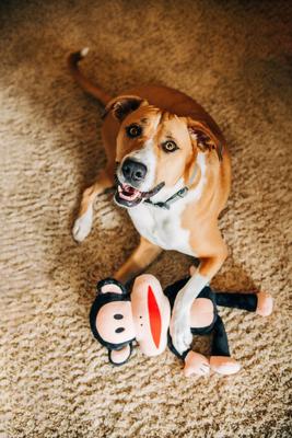 Show full view: Multipet Paul Frank Julius Squeaky Plush Dog Toy, Brown, 18-in slide 2 of 3