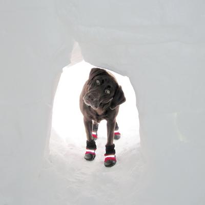 Show full view: Muttluks Original Fleece-Lined Winter Dog Boots, 4 count, Black, XXX-Small slide 2 of 8