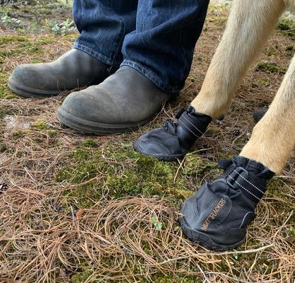 Show full view: Muttluks Trackers All-Season Dog Boots, Black, 2 count, 1 slide 6 of 11