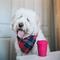 Show in main carousel: MuttsKickButt Coffee Cup Treat Dispensing Tough Dog Chew Toy, Pink, Medium slide 6 of 11