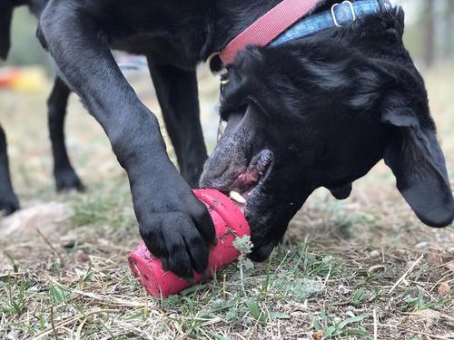 Show full view: MuttsKickButt Coffee Cup Treat Dispensing Tough Dog Chew Toy, Pink, Medium slide 9 of 11