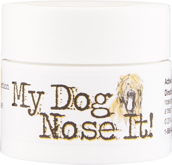 Dog Dry Nose My Dog Has A Cold Wet Nose My Dog Has A Cold Wet