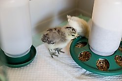 My Favorite Chicken 7-Hole Chicken Feeder, 2-lb, Green slide 2 of 7