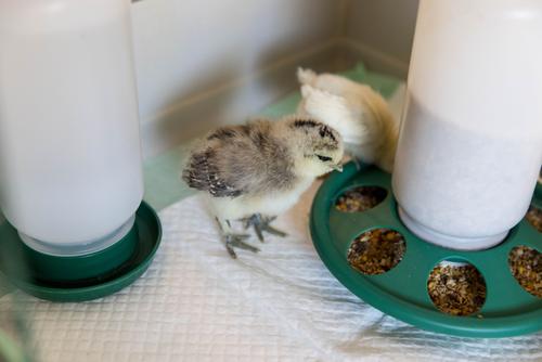 Show full view: My Favorite Chicken 7-Hole Chicken Feeder, 2-lb, Green slide 7 of 7