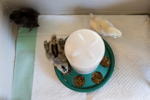 Show full view: My Favorite Chicken 7-Hole Chicken Feeder, 2-lb, Green slide 5 of 7