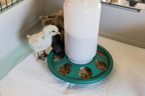 Show full view: My Favorite Chicken 7-Hole Chicken Feeder, 2-lb, Green slide 4 of 7