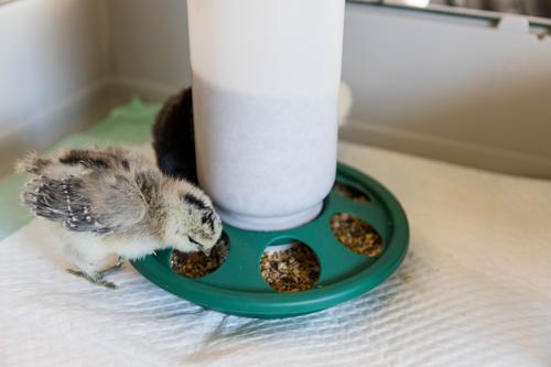 Show full view: My Favorite Chicken 7-Hole Chicken Feeder, 2-lb, Green slide 6 of 7