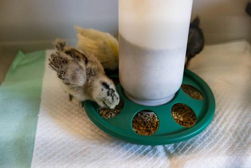 Show full view: My Favorite Chicken 7-Hole Chicken Feeder, 2-lb, Green slide 3 of 7