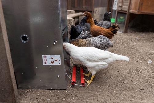 Show full view: My Favorite Chicken Automatic Metal Treadle Chicken Feeder, 40-lb slide 7 of 10