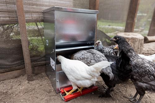 Show full view: My Favorite Chicken Automatic Metal Treadle Chicken Feeder, 40-lb slide 6 of 10