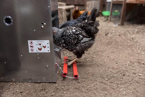 Show full view: My Favorite Chicken Automatic Metal Treadle Chicken Feeder, 40-lb slide 8 of 10