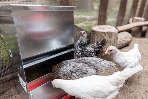 Show full view: My Favorite Chicken Automatic Metal Treadle Chicken Feeder, 40-lb slide 5 of 10